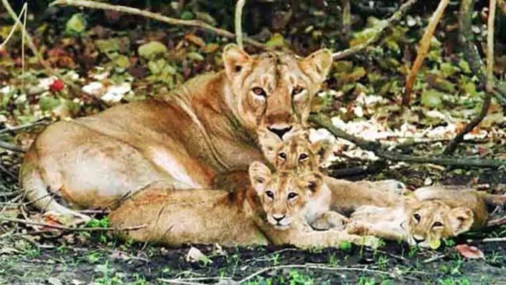 Indian Railways develops new SOP on Pipavav-Surendranagar line to prevent lion deaths: Here's how it will work Indian Railways develops new SOP on Pipavav-Surendranagar line to prevent lion deaths: Here's how it will work