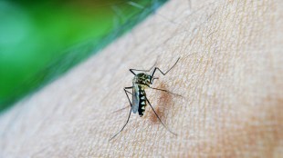 Mosquitoes ruining India's sleep! Nearly 60 percent of people feel stressed, reveals report