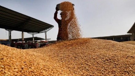 wheat, wheat news, economy, economy news, financial express
