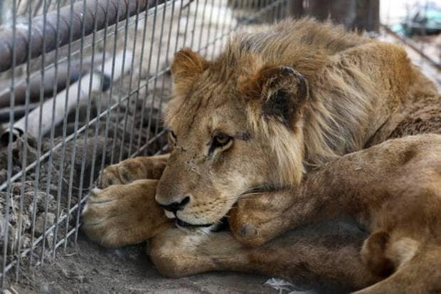A lion evacuated from a zoo in Rafah due to the Israeli military operation, rests at a sanctuary in Khan Younis in the southern Gaza Strip. REUTERS