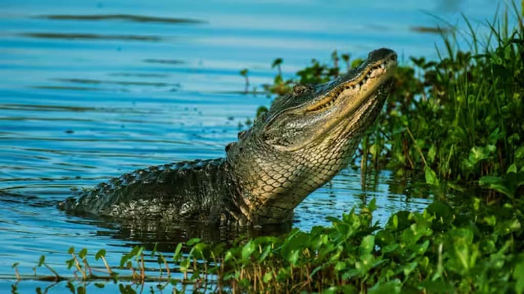 Karnataka: Boy dies after mother throws him in crocodile-infested river after fight with husband
