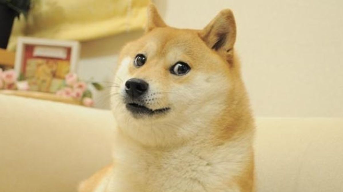 Kabosu's influence was immeasurable - Dogecoin team Kabosu's influence was immeasurable - Dogecoin team
