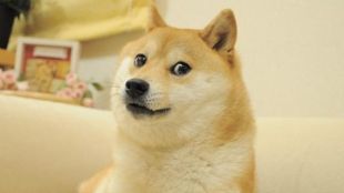 Kabosu's influence was immeasurable - Dogecoin team