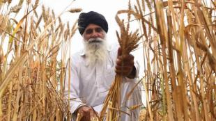 agriculture, agri productivity, opinion, editorial