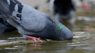 delhi heatwave, heatwave animals, birds in heatwave, delhi birds, how animals suffering from heatwave, heat wave in delhi, heat wave india,