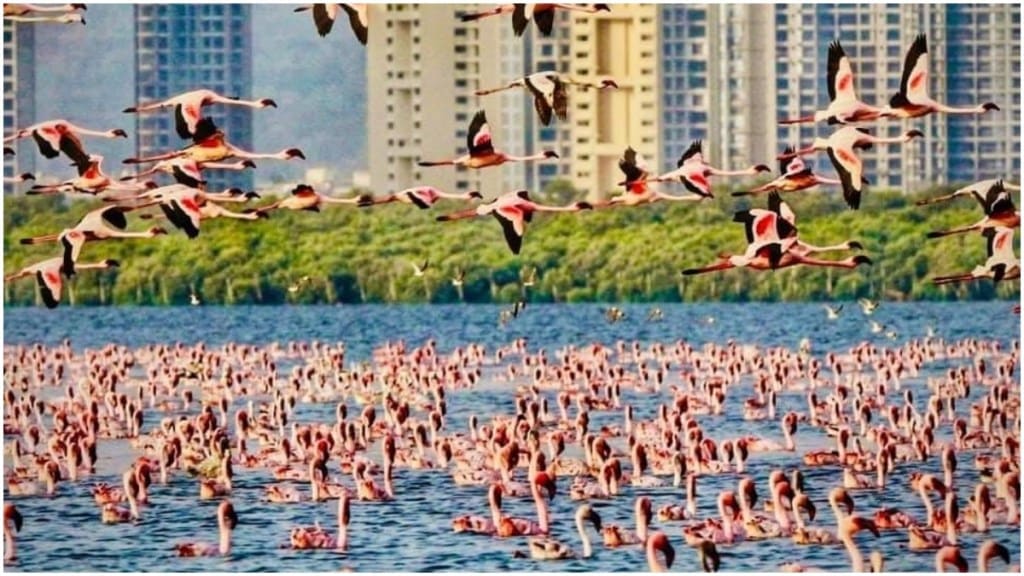 Dozens of flamingos found dead in Mumbai, were hit by Emirates flight