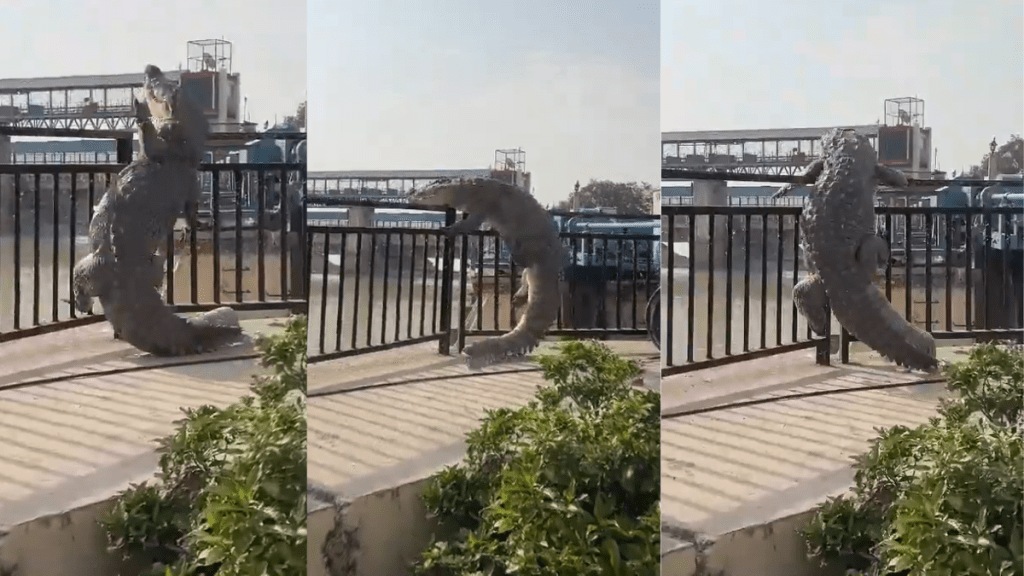 The forest department and police were informed by the people, and they promptly came to capture the crocodile (Photo: Twitter) The forest department and police were informed by the people, and they promptly came to capture the crocodile (Photo: Twitter)