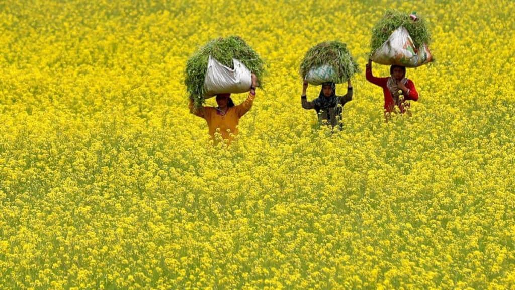 trading, export, import, edible oils, msp, economy
