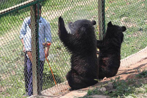 A zookeeper sprays water on caged bears on a hot summer day, at the Jambu Zoo in Jammu. (PTI Photo)