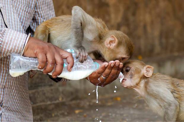 A man feeds milk to monkeys on a hot summer day, at Galta Ji Temple in Jaipur. (PTI Photo)