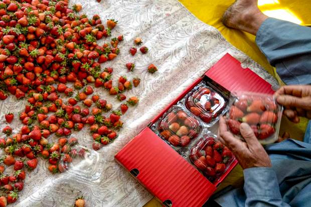 A former packs freshly harvested strawberries, the first fruit of the season in Kashmir, in Gasso area on the outskirts of Srinagar. (PTI Photo)