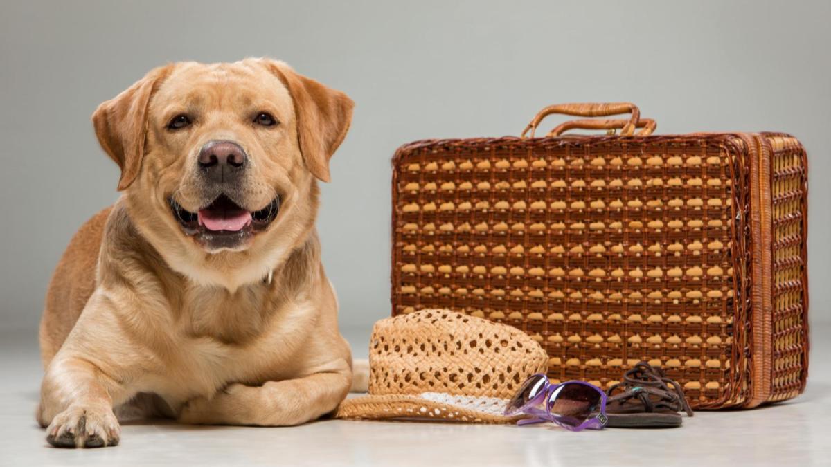 pet, pets, travelling with pets, pet travel, lifestyle pet, pets, travelling with pets, pet travel, lifestyle