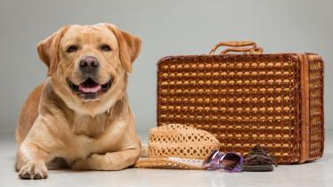 pet, pets, travelling with pets, pet travel, lifestyle