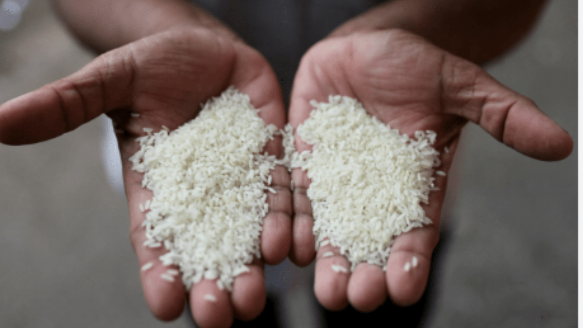 Rice