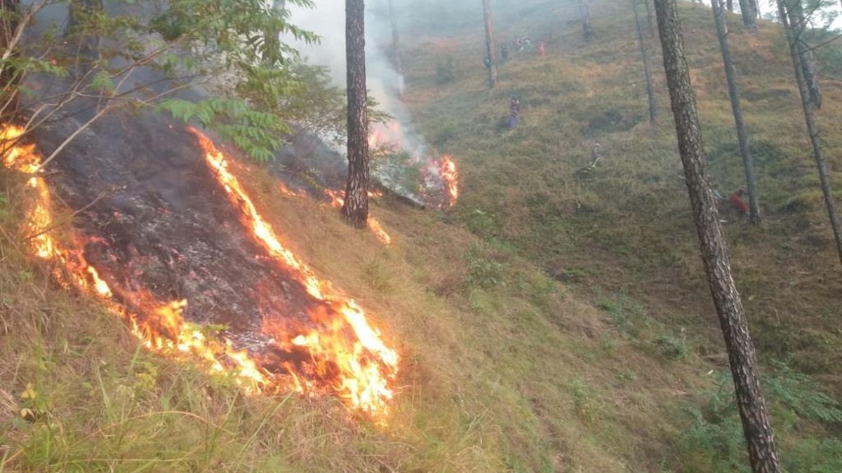 Uttarakhand forest fires claim 5 lives, Almora region worst-affected Uttarakhand forest fires claim 5 lives, Almora region worst-affected