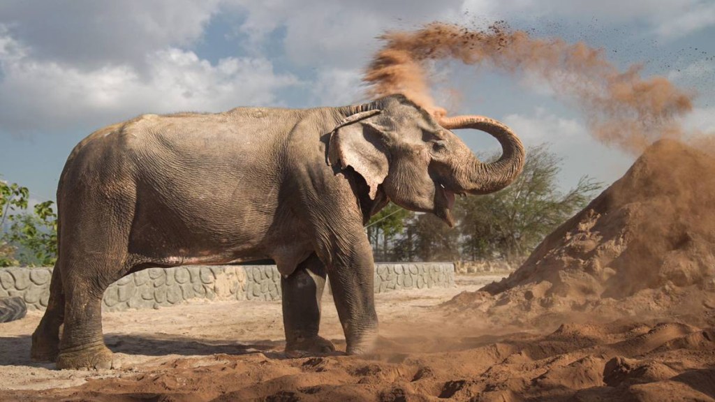 Vantara, Anant Bhai Ambani's Vantara, Wildlife Rescue