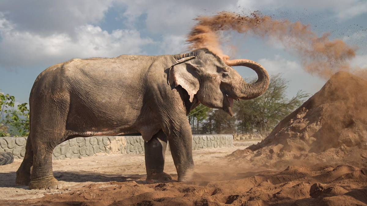 Vantara, Anant Bhai Ambani's Vantara, Wildlife Rescue Vantara, Anant Bhai Ambani's Vantara, Wildlife Rescue