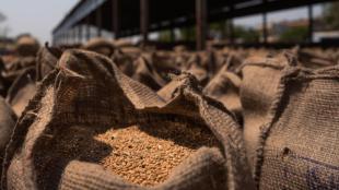 wheat procurement, wheat, grain, grain procurement, economy
