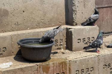 HEATWAVE BIRDS