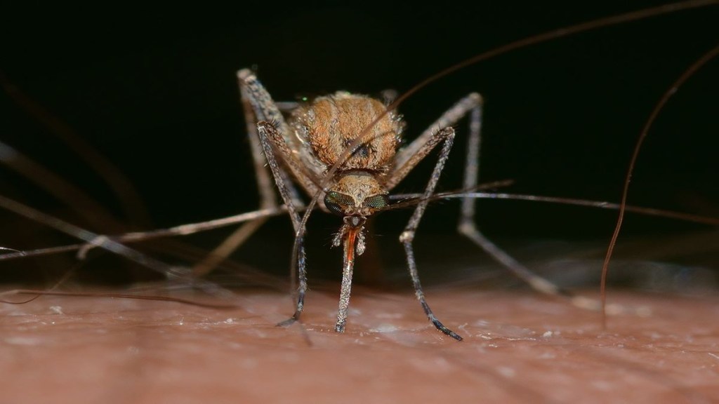 Cases of West Nile Fever reported in Kerala—Read on to know all about its causes, symptoms and treatment