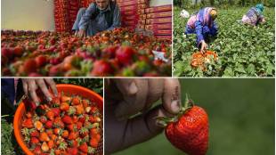 Kashmir, strawberries