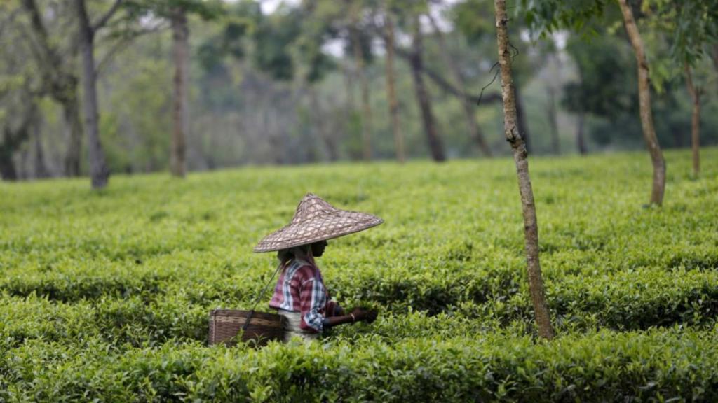 assam cm, assam tea gardens, tea gardens in assam, roads in assam tea gardens, assam cm himanta biswa, infrastructure