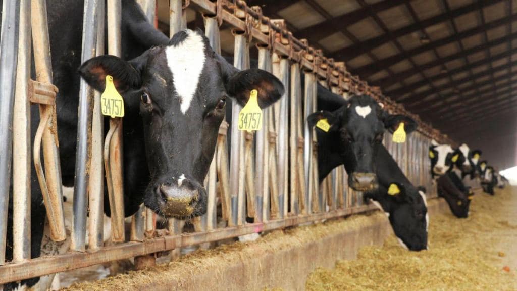 factory farming, what is factory farming, intensive agriculture practices, sustainability