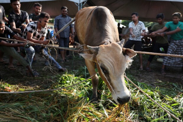 June 17, 2024, Kuala Lumpur, Malaysia: Muslim men tying up a sacrificial cow before it is slain as part of the Eid al-Adha ceremony. (Reuters)
