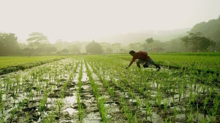 agriculture