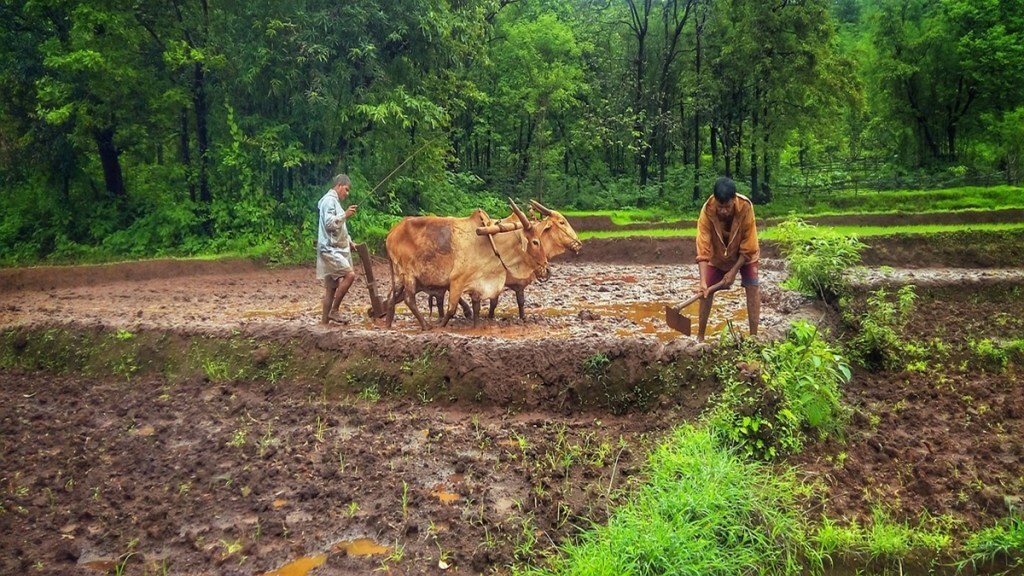 Farmers in India