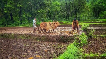 Farmers in India