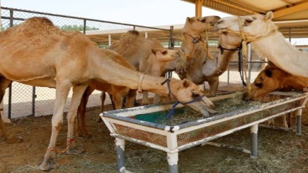 Pakistan, camel Pakistan, camel