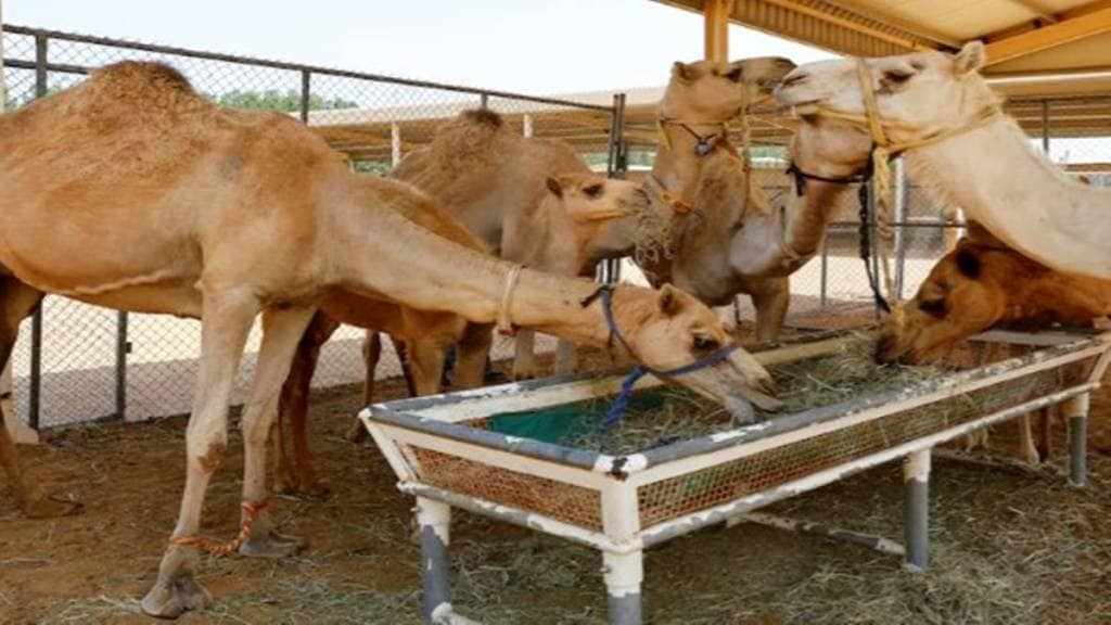 Pakistan, camel Pakistan, camel
