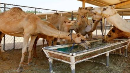 Pakistan, camel Pakistan, camel