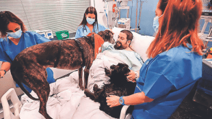Therapy Dogs