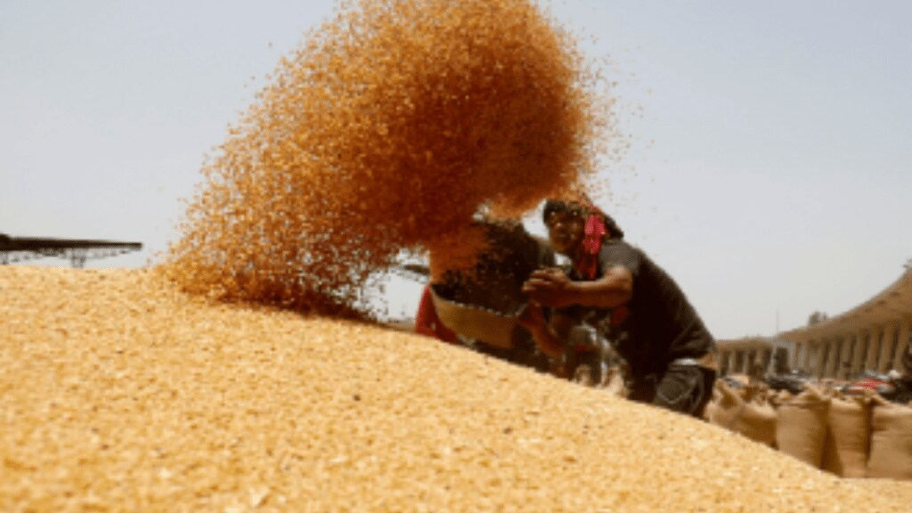 Wheat