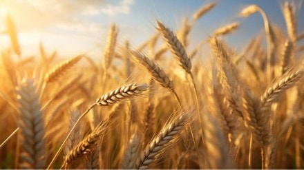 The stock holding limit of traders and wholesalers have been fixed at 3000 tonnes.