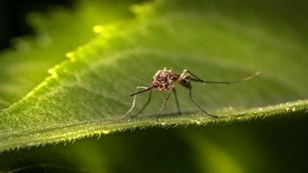 Zika Virus in Pune, Zika Virus Pune, Pune Zika Virus News, Pune Zika Virus Infection, Pune Zika Virus, Virus, Zika Virus Cases