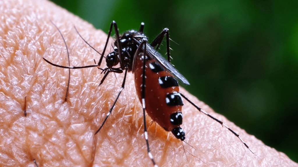 Dengue in Benguluru, Bengaluru Dengue Cases, Bengaluru dengue cases double, Bengaluru Dengue Alert, Dengue fever in Bangalore, Dengue Cases, Bengaluru News, Bengaluru News Update, Dengue Alert In Bengaluru, Dengue cases spike in Bengaluru, Number of Dengue Cases