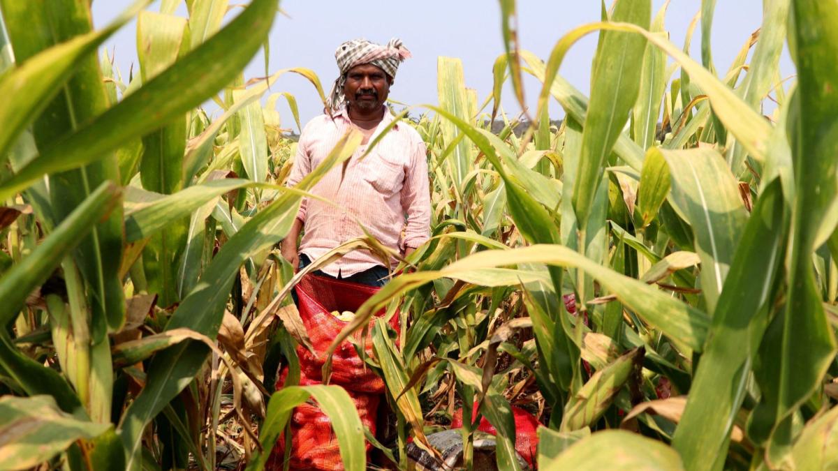 budget 2024, union budget, union budget 2024, nirmala sitharaman, agriculture sector, agriculture schemes