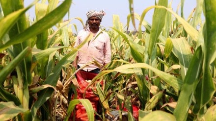 budget 2024, union budget, union budget 2024, nirmala sitharaman, agriculture sector, agriculture schemes