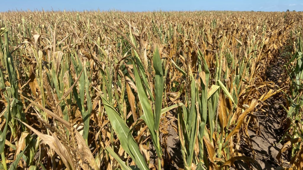 Crop