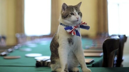 Larry was recruited by Prime Minister David Cameron in 2011 to deal with a mouse problem