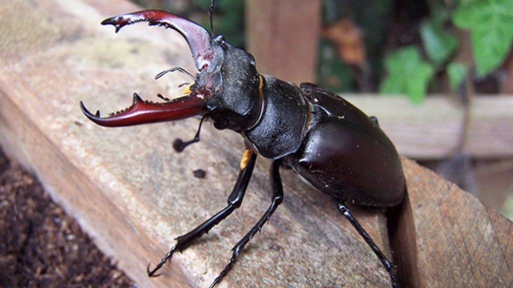 Stag beetles thrive in warm, tropical climates and are sensitive to cold temperatures