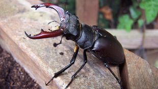 Stag beetles thrive in warm, tropical climates and are sensitive to cold temperatures