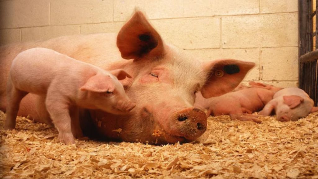 Due to the outbreak of swine fever, which can be easily transmitted between pigs through direct contact with bodily fluids from an infected animal