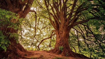 Woman with US passport found chained to tree in Maharashtra's Sindhudurg