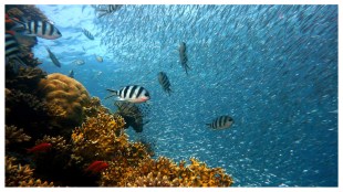 dark oxygen, dark oxygen in ocean, dark oxygen in deep ocean