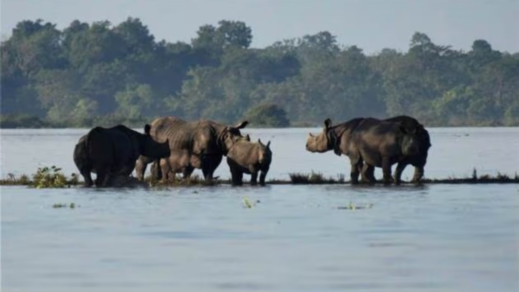 assam floods, Kaziranga National Park, Kaziranga National Park news, Kaziranga National Park flood, assam news, assam, assam floods news