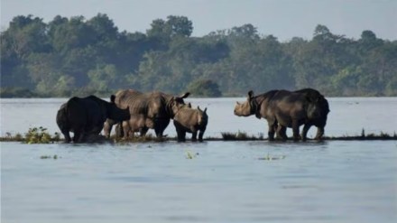 assam floods, Kaziranga National Park, Kaziranga National Park news, Kaziranga National Park flood, assam news, assam, assam floods news assam floods, Kaziranga National Park, Kaziranga National Park news, Kaziranga National Park flood, assam news, assam, assam floods news